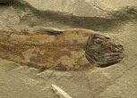 Early Coelacanth Fossil - Bear Gulch #6535-2